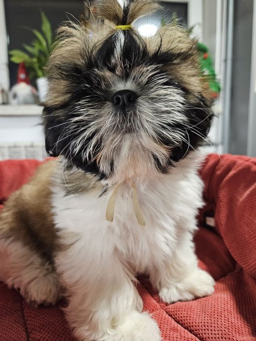 Shih-tzu: Piękna sunia Tricolor ur. 10.11.2025 r
