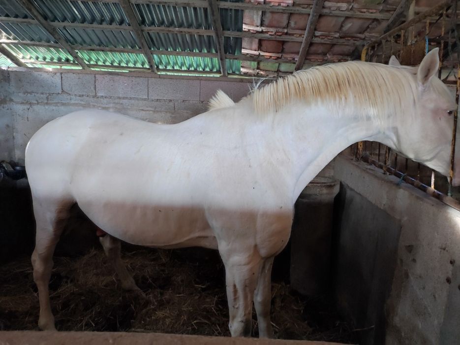 Garanhao lusitano pontuado
