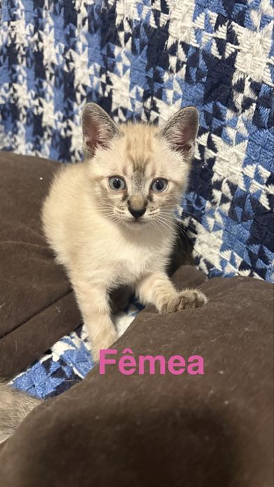 Gatinha bebé com 2 meses