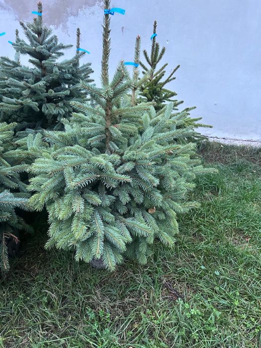 Świerk kaibab , klujacy , srebrny, plantacja