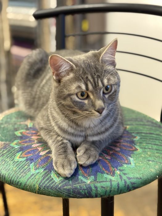 Стерилізовані,вакциновані,7 міс