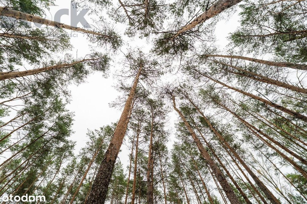 Działka budowlana na Wydmach  2221 m2 - bez prowizji