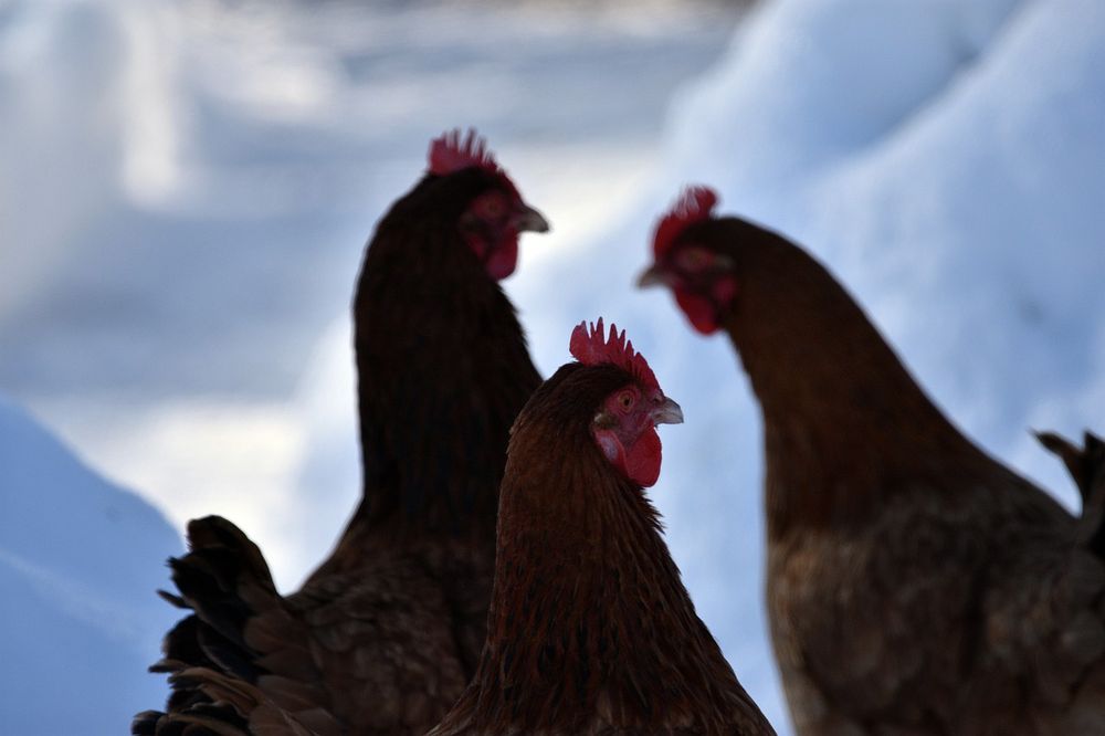 Kury nioski Leghorn i Messa Kudowa Zdrój