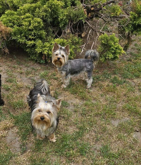 Piesek Yorkshire Terrier rodzice badania DNA