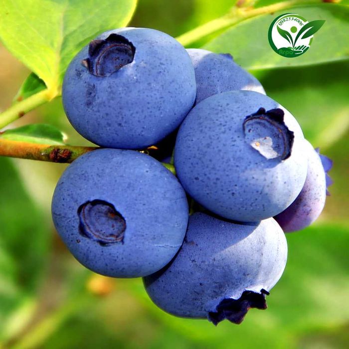 Буровка саджанці купити високоросла контейнерні саджанці лохини в саду