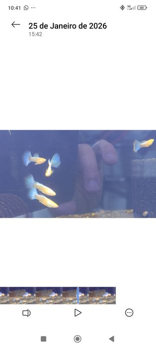 Guppy sky blue albinos