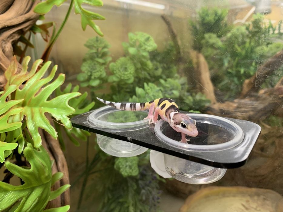 Терраріум та обладнання для хамелеона, гекона, ігуани, пітона, полоза