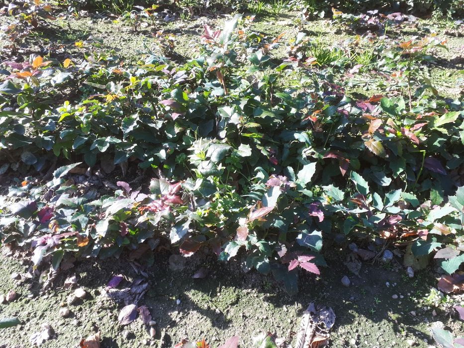 Mahoń cięta gałązki.