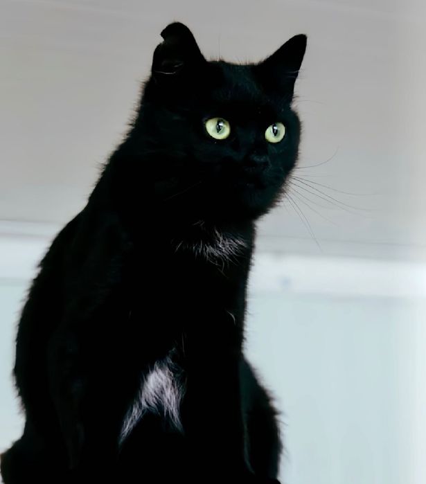 Марсела, витончена красуня, шукає свою родину!