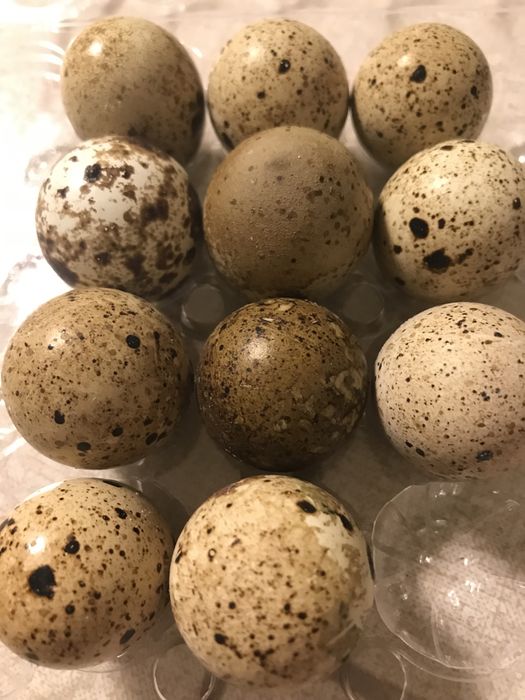 Продам инкубационное чйцо