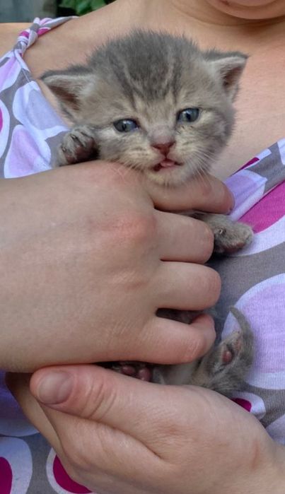 Британські котики котик