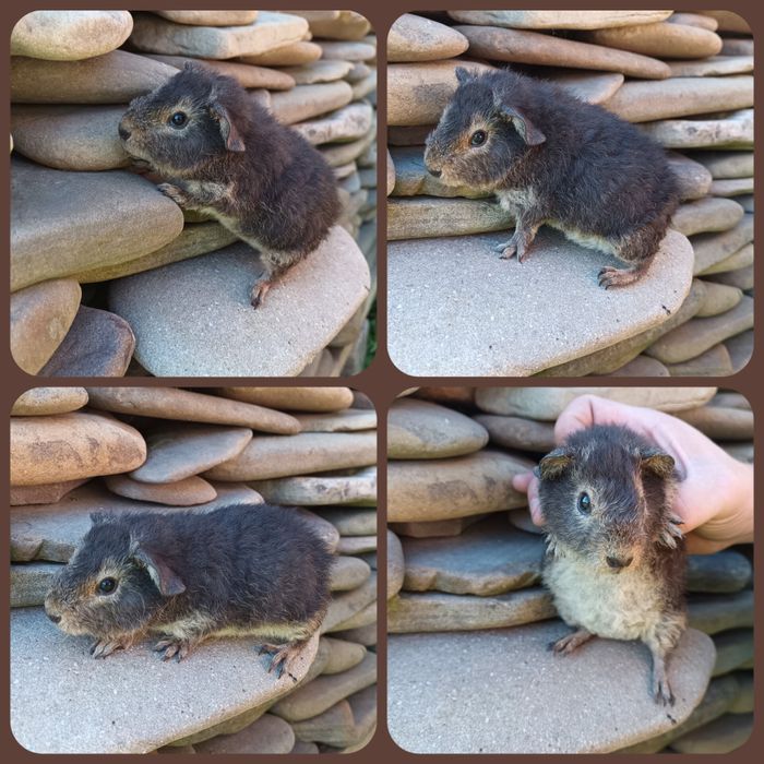 Teddy świnka US Teddy podpalana Havana