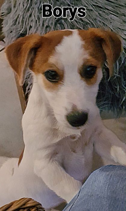 Jack Rusell Terrier gładkowłosy chłopak. Hodowla z 19 letnim stażem