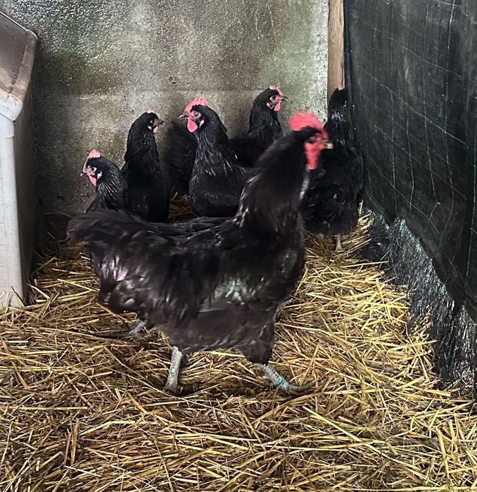 Jersey gigante Negro