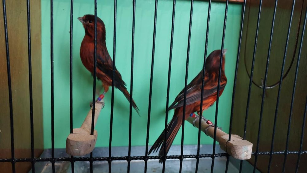 Kanarki ptaki ozdobne