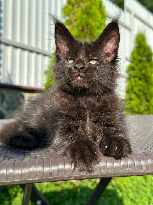 Zura-Kotka Maine Coon
