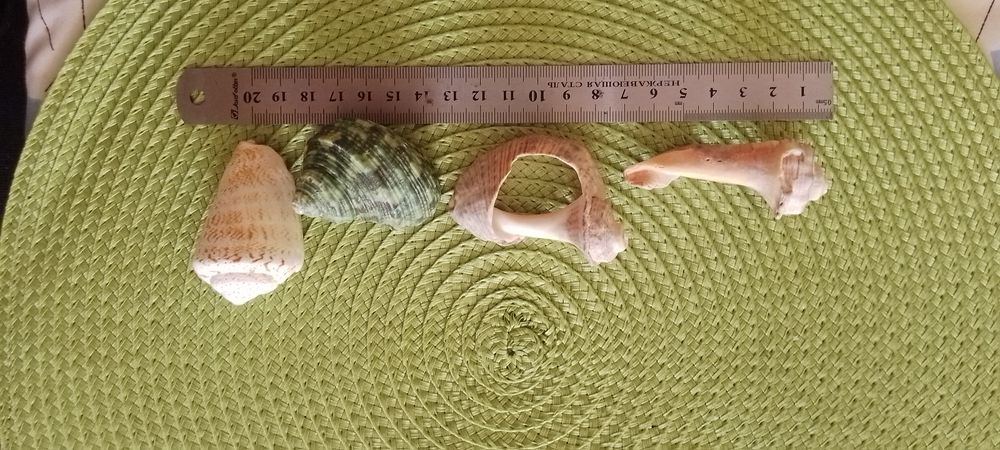 Крупные и поменьше ракушки морские