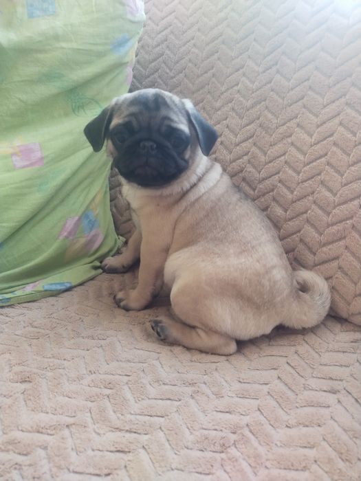 Шикарная шиложопая девочка с документами клуба УКФ