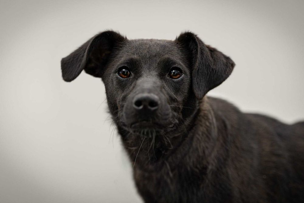 FRENDI - przyjazna łagodna sunia do adopcji
