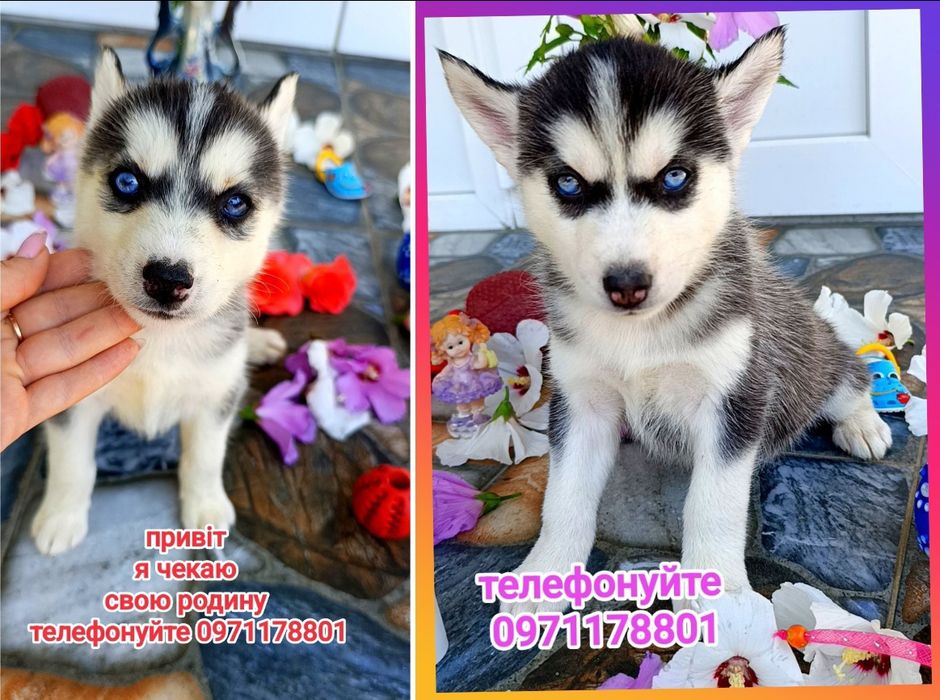 Біля слухавки блакитні очі, сибірські хаски!