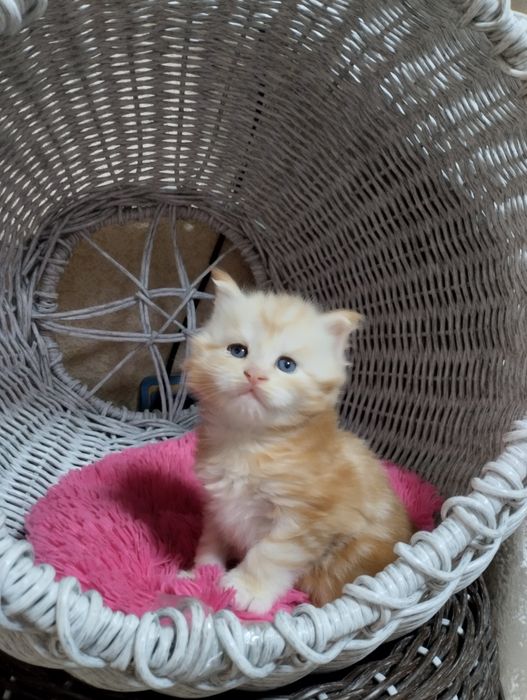 Мейн Кун котёнок девочка