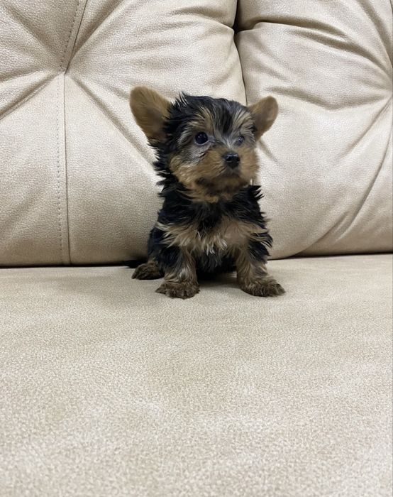 Йоркширский терьер