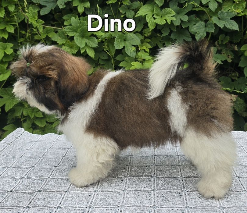 Piesek Shih tzu ZKWP