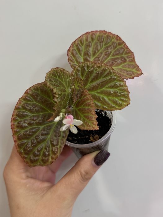 Бегонія dracopelta metalikolor