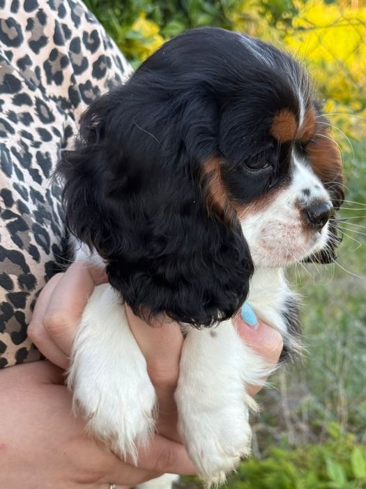 Suczka Cavalier King Charles Spaniel