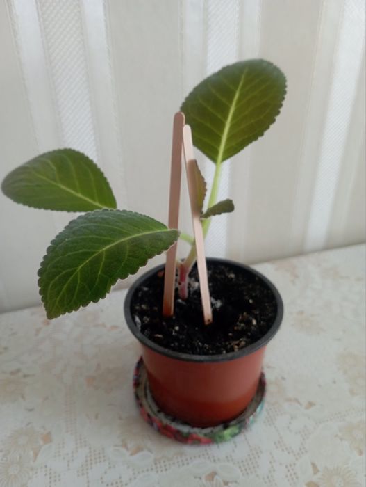 Глоксинія (дітки)