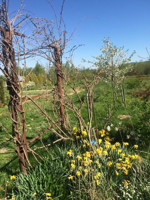 Продам Гліцинію світло фіолетову