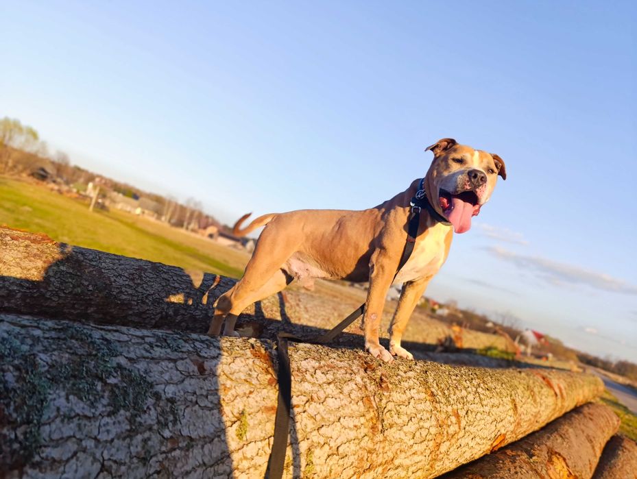 Oddam Amstaffa / Amstaff do adopcji/ Amstaff szuka domu