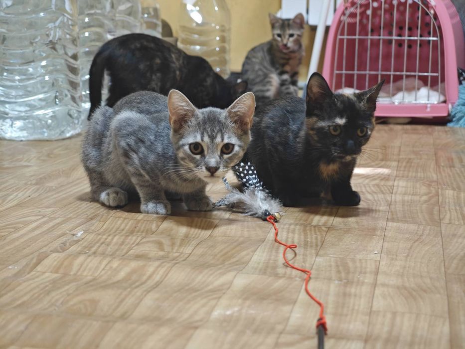 Котята  бесплатно даром в добрые руки!