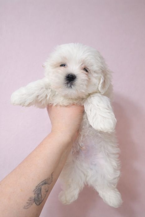 Мальчишки мальтийской болонки