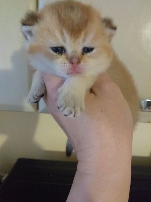 Золоті шиншили на бронь