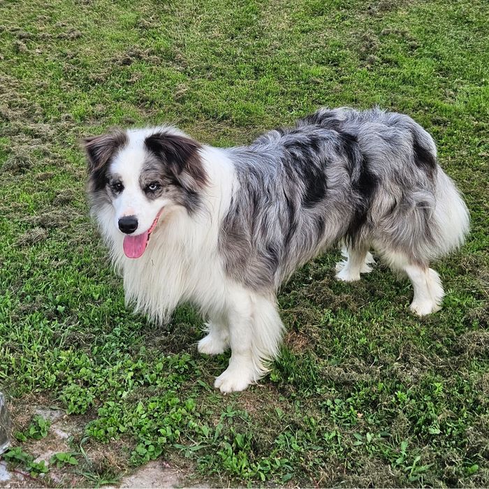 Piesek Border Collie ZKwP FCI błękitnooki