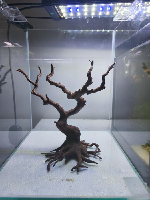 Bonsai  para aquário