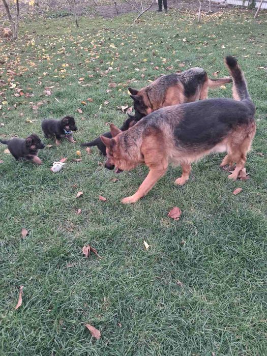 Щенята німецької вівчарки