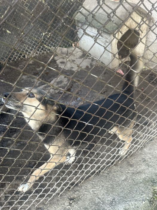 Собака в добрі руки