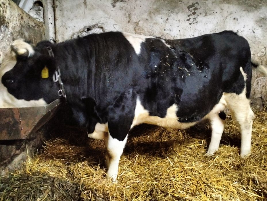 Jałówka wysokcielna