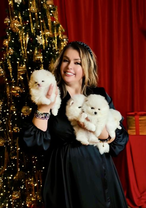 SUPER VIP mini щенки белые померанские шпицы. Щенок померанец шпиц