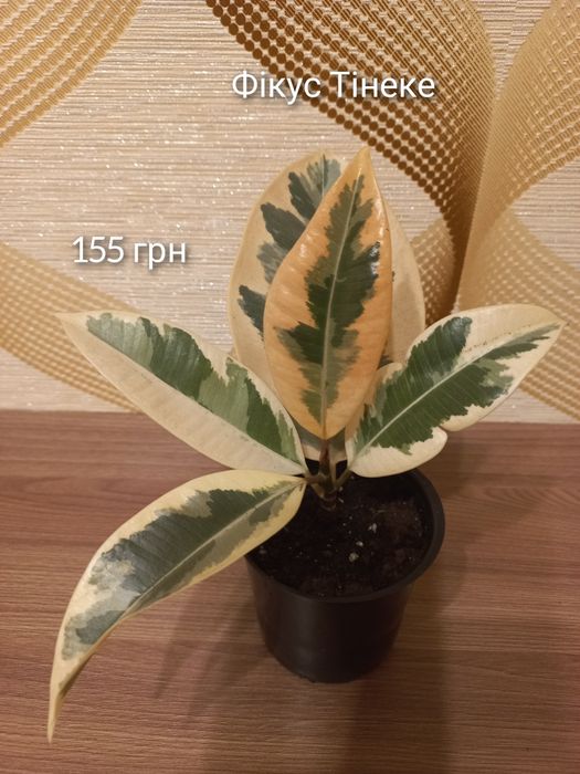 Наявність кімнатних рослин