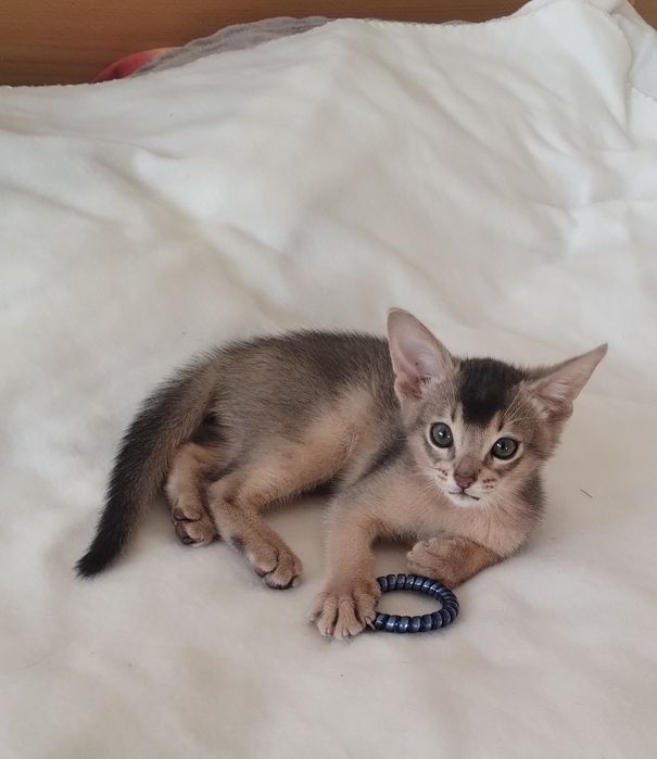 Абісинський хлопчик з документами