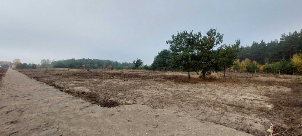 Przepiękna działka z lasem w Dobieszu - Widok 3