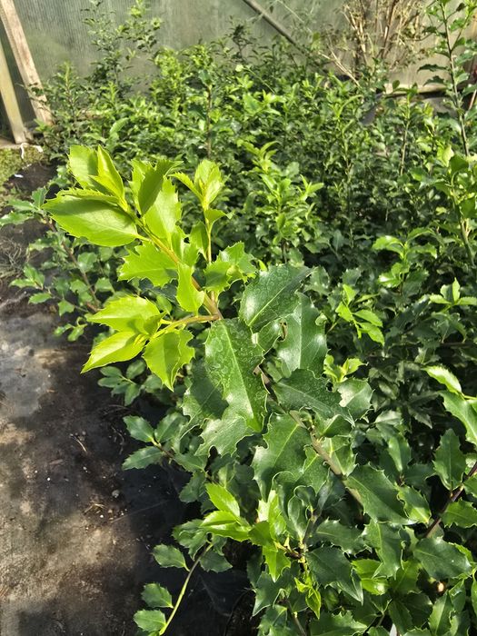 Ostrokrzew 20-40 cm blue prince zimozielony zywoplot wolsztyn poznan