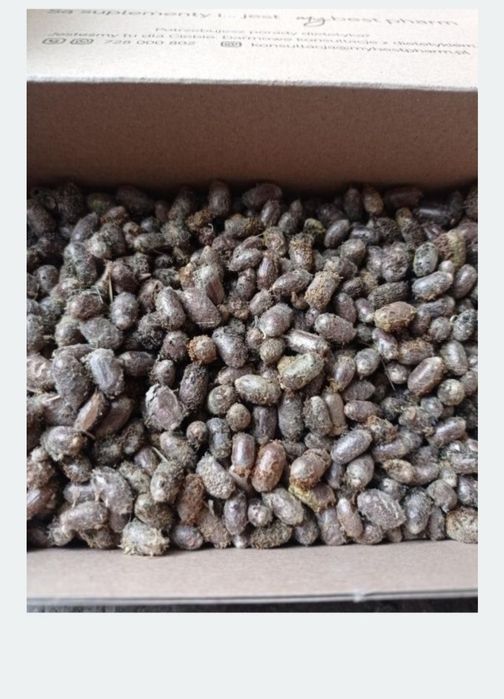 Pszczoła murarka kokony