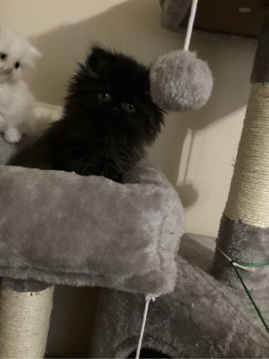 Pers kocurek  czarno czekoladowy