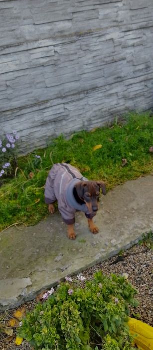 Віддам в добрі руки