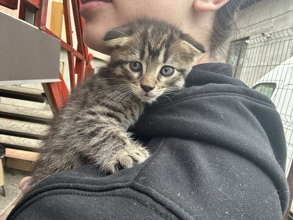 Котики в добрі руки