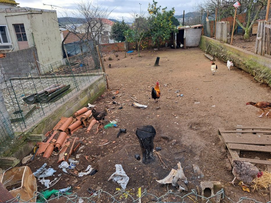 Galos galinhas e peruz